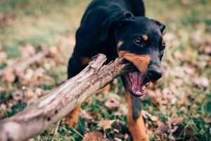 dog biting a wood stick